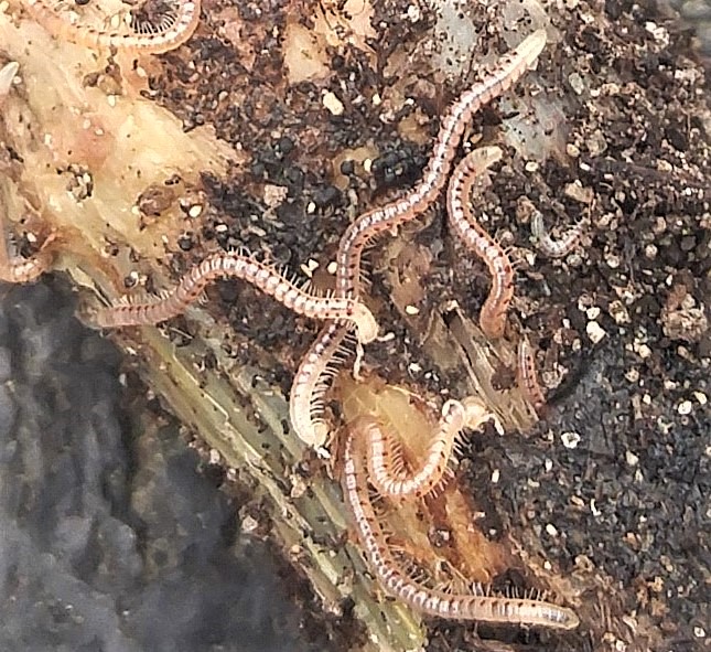 Spotted snake millipedes